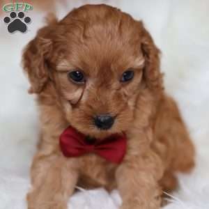 Rusty, Cavapoo Puppy